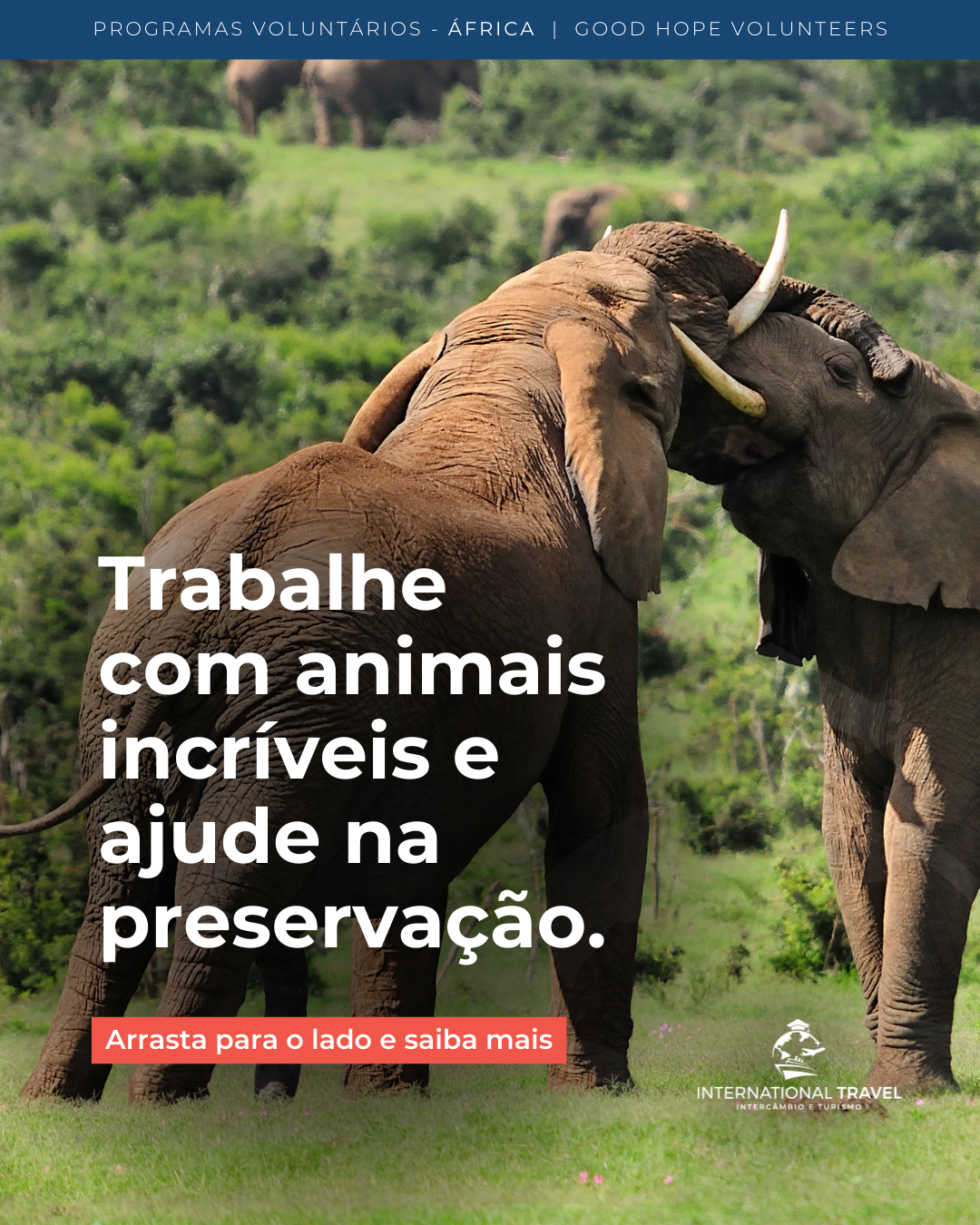 Voluntariado em Projetos de Conservação Animal na África do Sul